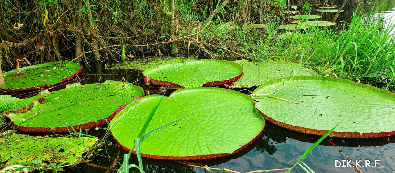 Pacaya Samiria Amazon Lodge Nauta Екстер'єр фото