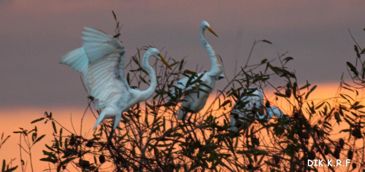 Pacaya Samiria Amazon Lodge Nauta Екстер'єр фото