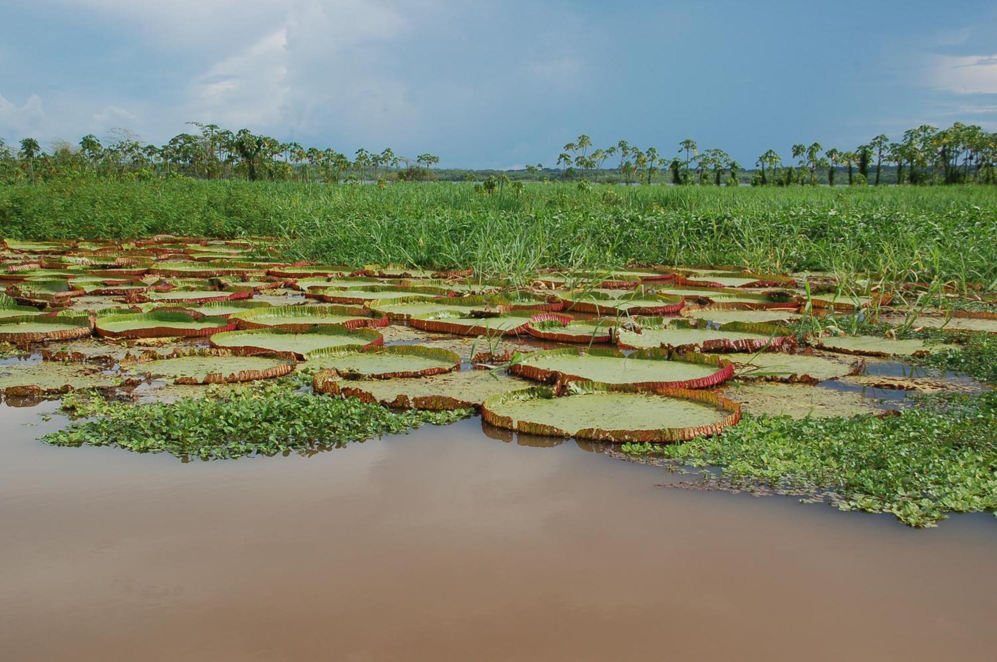 Pacaya Samiria Amazon Lodge Nauta Екстер'єр фото
